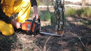 Professional Tree Services in Cumberland Center, ME